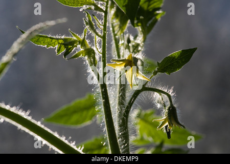 Tomaten Pflanze Blüte zeigt gelbe Blütenteile, Blätter, Stiele und Trichome Stockfoto