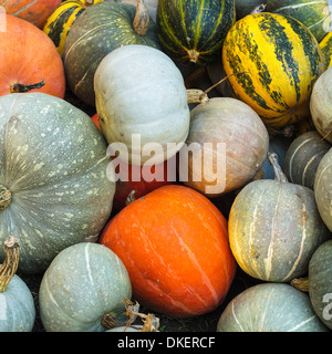 Kürbis-Ernte auf dem Feld, verschiedenen Arten von Kürbis Stockfoto