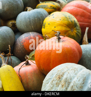 Kürbis-Ernte auf dem Feld, verschiedenen Arten von Kürbis Stockfoto