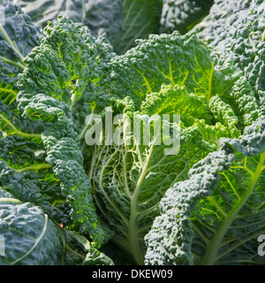 Wirsingkohl - Wirsing 06 Stockfoto