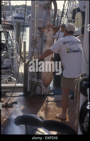 17. Juni 2009 - gezahnte Freeport, New York, USA - blutige Hai gezogen und von einem Fischer beim jährlichen Shark Turnier entkernt.  (Kredit-Bild: © Kirk Kondylen/ZUMA Press) Stockfoto