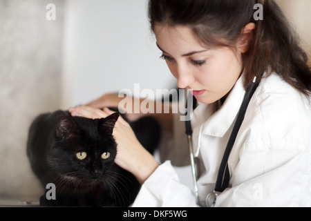 Tierarzt untersucht schwarze Katze Stockfoto