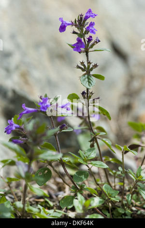 Rock-Thymian, Acinos alpinus Stockfoto