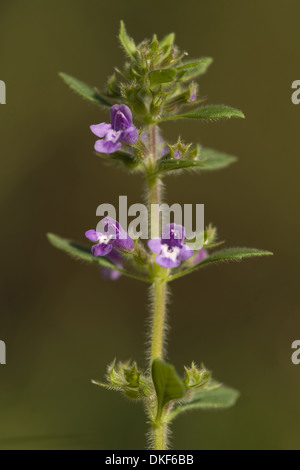 Basilikum, Thymian, Acinos arvensis Stockfoto