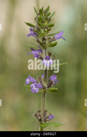 Basilikum, Thymian, Acinos arvensis Stockfoto