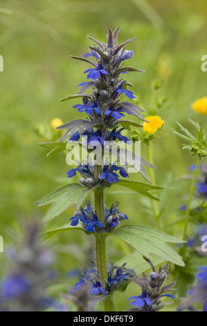 aufrechte Signalhorn, Ajuga genevensis Stockfoto
