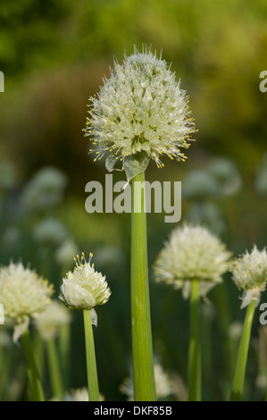 Waliser Zwiebel, Allium fistulosum Stockfoto