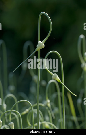 Knoblauch, Allium sativum Stockfoto