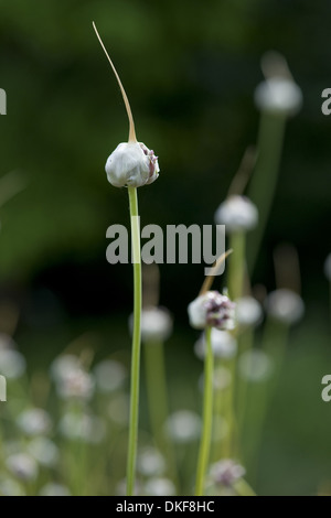 Knoblauch, Allium sativum Stockfoto