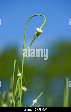 Knoblauch, Allium sativum Stockfoto