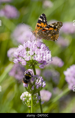 Distelfalter (Vanessa Cardui) auf Laubbäume Schnittlauch (Allium Senescens) Stockfoto