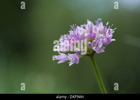 Laubbäume Schnittlauch, Allium senescens Stockfoto