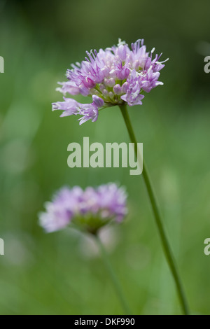 Laubbäume Schnittlauch, Allium senescens Stockfoto