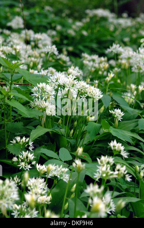 Bärlauch, Allium ursinum Stockfoto