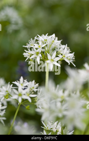 Bärlauch, Allium ursinum Stockfoto
