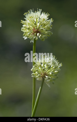 Sieg-Zwiebel, Allium victorialis Stockfoto