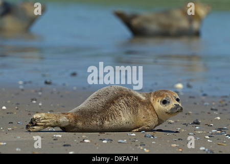 Seehund (Phoca Vitulina) Stockfoto