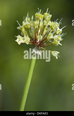 Sieg-Zwiebel, Allium victorialis Stockfoto