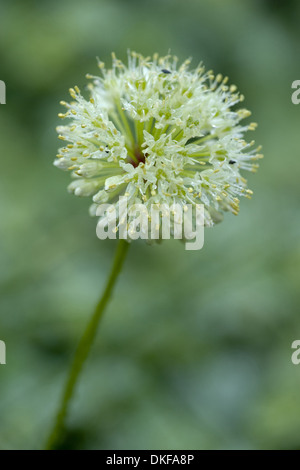 Sieg-Zwiebel, Allium victorialis Stockfoto