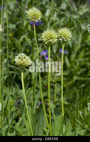 Sieg-Zwiebel, Allium victorialis Stockfoto