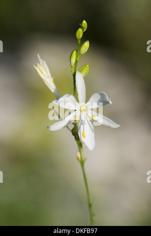 Anthericum ramosum Stockfoto