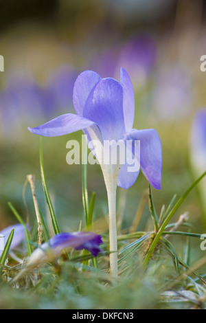 Tommasini Krokus Crocus tommasinianus Stockfoto