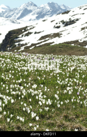Frühlings-Krokus, Crocus Vernus SSP. albiflorus Stockfoto