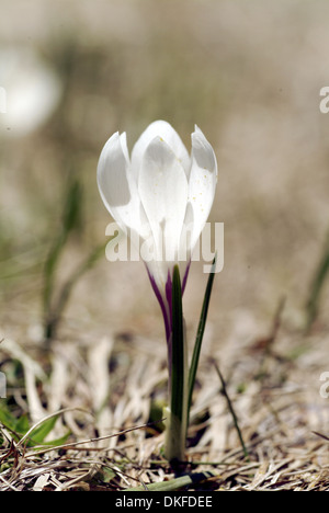 Frühlings-Krokus, Crocus Vernus SSP. albiflorus Stockfoto