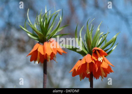 Crown imperial, Fritillaria imperialis Stockfoto