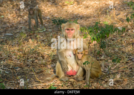 Rhesus-Makaken (Macaca Mulatta) mit jungen, Rajasthan, Indien Stockfoto