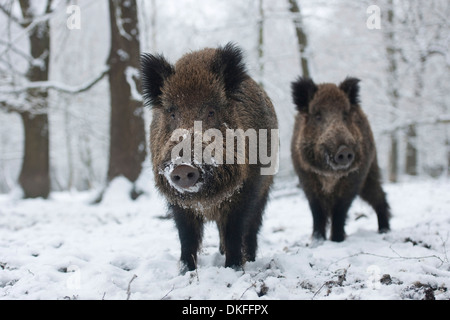 Wildschwein (Sus Scrofa), zwei junge Tuskers stehen im Schnee, Gefangenschaft, Sachsen, Deutschland Stockfoto