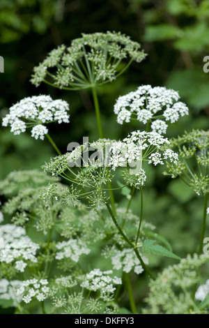 Boden-Holunder, Aegopodium podagraria Stockfoto