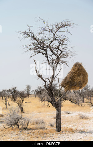 Verschachtelung Kolonie hängt in einem Baum, Sociable Weber (Philetairus Socius), Etosha Nationalpark, Namibia Stockfoto