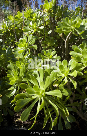 Baum-Aeonium, Aeonium Arboreum, Gran Canaria, Spanien Stockfoto