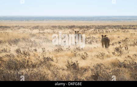 Löwinnen (Panthera Leo) mit jungen laufen durch die Steppe, Etosha Nationalpark, Namibia Stockfoto