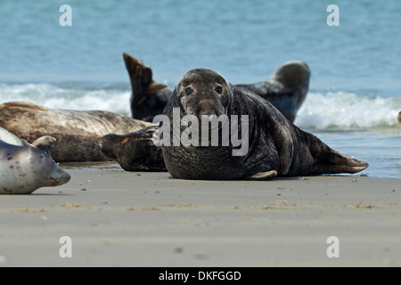 Graue Dichtungen (Halichoerus Grypus), Stockfoto