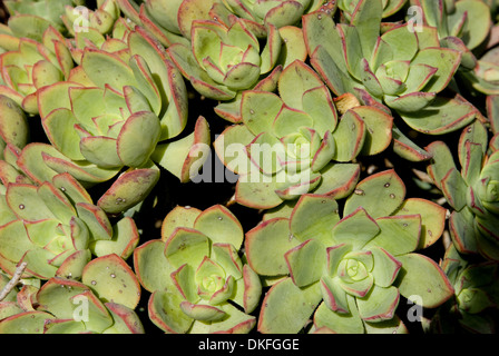 Haworth Aeonium, Aeonium haworthii Stockfoto