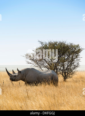 Schwarze Nashorn (Diceros Bicornis), Etosha Nationalpark, Namibia Stockfoto