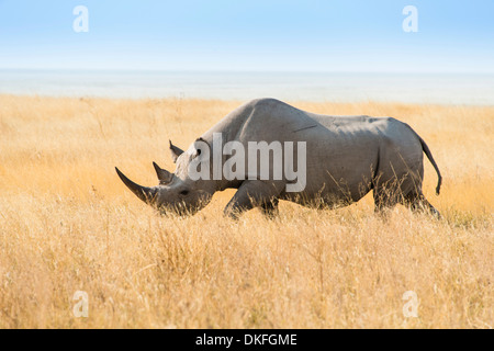 Schwarze Nashorn (Diceros Bicornis), Etosha Pan, Etosha Nationalpark, Namibia Stockfoto