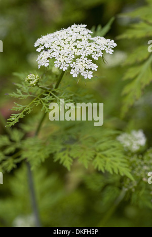 Hundspetersilie Aethusa cynapium Stockfoto