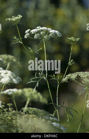 des Bischofs Blume, Ammi majus Stockfoto