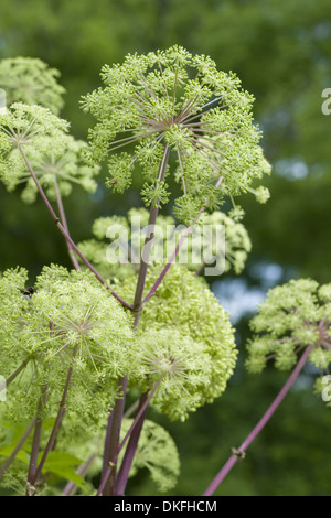 Garten Angelika, Angelica archangelica Stockfoto
