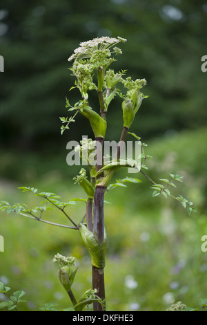 wilde Angelika, Angelica sylvestris Stockfoto