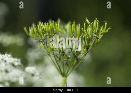 Kuh Petersilie, Anthriscus sylvestris Stockfoto
