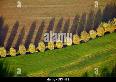 Reihe von Bäumen mit Schatten, Herbst, Luftaufnahme, Duisburg, Ruhr und Umgebung, Nordrhein-Westfalen, Deutschland Stockfoto