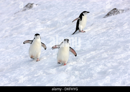 Kinnriemen Pinguine (Pygoscelis Antarctica), Erwachsene, Verbreitung Flügel, Brown zu bluffen, Antarktis Stockfoto