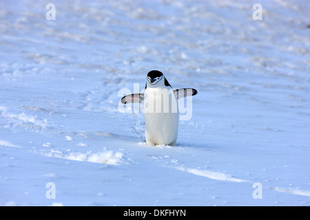 Kinnriemen Pinguin (Pygoscelis Antarctica), Erwachsene, Verbreitung Flügel, Brown zu bluffen, Antarktis Stockfoto