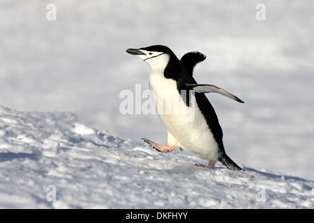 Kinnriemen Pinguin (Pygoscelis Antarctica), Erwachsene, Verbreitung Flügel, Brown zu bluffen, Antarktis Stockfoto