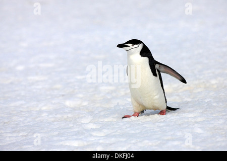 Kinnriemen Pinguin (Pygoscelis Antarctica), Erwachsene, Verbreitung Flügel, Brown zu bluffen, Antarktis Stockfoto