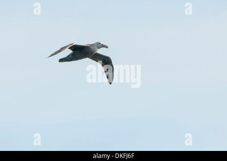 Südlichen Giant Petrel (Macronectes Giganteus), Gold Harbour, Südgeorgien und die Südlichen Sandwichinseln, Vereinigtes Königreich Stockfoto